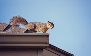 Squirrel on the roof top. Blue sky background with copy space.