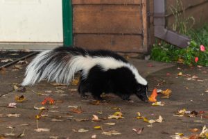 Striped Skunk (Mephitis mephitis) Walks Near Home - captive animal