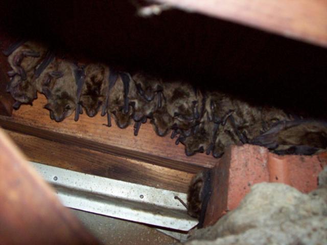 Bat Removal In Columbia, SC- Alpha WIldlife