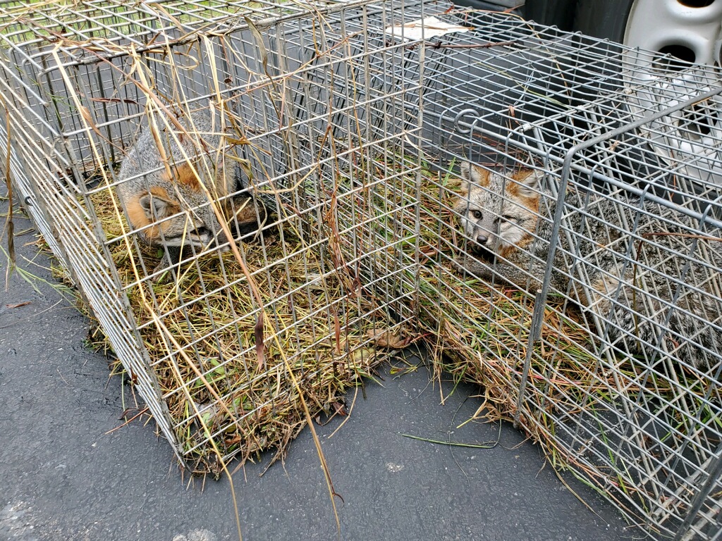 fox trapping towson, md