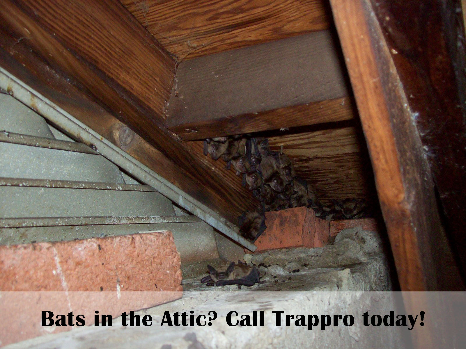 Bats Roosting in Your Attic? Our Team is Ready to Remove Them! Trappro